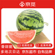 京覓 美都西瓜 4-5斤 1粒裝 帶籽西瓜 頭茬瓜 新鮮水果 源頭直發(fā)