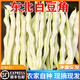 兮柔【順豐】東北白豆角 白不老蕓豆白大架豆角四季豆現(xiàn)摘新鮮蔬菜 凈重5斤裝