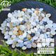 壽禾 雨花石魚(yú)缸裝飾石子天然瑪瑙原石  海凝玉雨花石0.8-1.5cm 700g