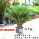 秋芊卉精品鐵樹(shù)大型盆景四季常青公母鐵樹(shù)室內室外地栽盆栽耐寒耐熱樹(shù)苗 球直徑14-15cm（樹(shù)高80-90cm）