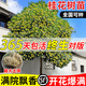 臨雅桂花樹(shù)苗盆栽綠植庭院地栽大樹(shù)室外花卉四季桂金桂老樁好養活植物 四季桂花高50cm左右【多分支-帶原盆】