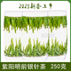 紫陽富硒茶2025紫陽富硒產(chǎn)區(qū)茶葉明前銀針毛尖清香春茶嫩芽雀舌散裝250g包郵 250g