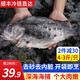 混元獸海參斑魚 去砂去內(nèi)臟3-4斤/條 超大特大深海魚海鮮生鮮 【去砂去內(nèi)臟】3-4斤/條