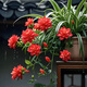 金邊吊蘭濃香型重瓣大花綠植花卉四季開(kāi)花盆栽室內外五顏六色新款 【俏麗紅】花香四溢/30天包活/四季開(kāi)花 精品【6顆種球】開(kāi)花爆盆/花朵大