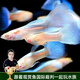 云峰海瑞 水族箱小型熱帶魚觀賞魚活體紅綠燈魚淡水水族電光魚美人天使魚 天空藍(lán)2對(duì)+1對(duì)（抵損耗）
