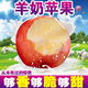【源頭發(fā)貨】正宗山西萬榮羊奶蘋果紅富士應季水果奶香甄選禮盒裝 奶香濃-特大果10斤（帶箱）