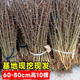 壹植大刺皂角樹苗皂角樹綠化皂莢樹苗盆栽地栽皂角樹苗庭院皂角苗包郵 60到80高10顆 其他