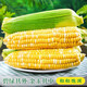 鮮水果玉米新鮮甜玉米現(xiàn)摘玉米棒生鮮蔬菜可生吃火鍋食材 凈重4.5斤