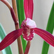 建蘭墨寶蘭花名貴高端名花名品花卉綠植清香老種苗帶花苞原盆發(fā)貨 2壯苗帶花 裸根不帶土