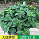 薄荷盆栽可食用夏季驅蚊蟲(chóng)綠植室內客廳陽(yáng)臺驅蚊草水培植物花卉 大盆薄荷原盆原土發(fā)貨