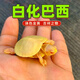 詩軒烏龜 白化巴西龜 長壽龜 變異龜 黃金龜 觀賞龜 紅眼睛龜 寵物龜 7-8厘 可愛一只