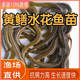 黃鱔水花苗活體鱔魚水花苗田鱔水花苗小黃鱔苗包郵包活淡水養(yǎng)殖場 水花50尾（0.2mm)