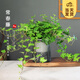 開(kāi)時(shí)果 水培綠植盆栽栽好發(fā)貨 辦公室桌面擺件水養植物盆景源頭直發(fā)包郵 常春藤（繁星吸水盆+白石）