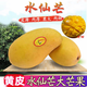 栩季海南金煌水仙芒果熱帶新鮮水果現(xiàn)摘青甜心黃皮大果 5斤【精選大果】