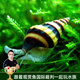 云峰海瑞 觀(guān)賞螺水族活體缸壁除藻螺魚(yú)缸除藻清淤活化床底 殺手5只（螺爆缸選我）