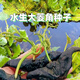 大菱角種苗青菱角種四季水生植物老菱角種苗南北方池塘種植 高產(chǎn)大菱角種【一級良種】 10顆【人工挑選】