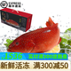 皆鄰東山島生鮮海捕東星斑 新鮮活凍 春節(jié)海鮮禮盒 石斑魚 年貨海鮮 3-5條禮盒裝10-11斤