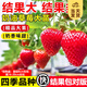 開(kāi)時(shí)果 四季草莓苗奶油紅顏草莓秧苗 陽(yáng)臺種植當年結果新苗帶土果苗盆栽 【活動(dòng)款】奶油（3盆）+雙色盆 草莓基地-原土原盆直發(fā)