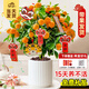 開(kāi)時(shí)果 金桔樹(shù)盆栽帶果年桔可食用 橘子樹(shù)苗四季新年綠植物室內年宵花 【約40-50cm】精品金桔+白色豎紋盆 年宵金桔-帶果發(fā)貨
