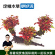 云峰海瑞 水草活體魚缸造景套餐用品水族箱裝飾魚缸種子沉木活水草 紅玫瑰沉木三頭