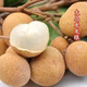 無(wú)核龍眼苗樹(shù)嫁接苗四季儲良龍眼南方特大石硤龍眼大樹(shù)苗當年結果 4年結果苗【2顆】結果多多 1.5cm(含)-2cm (不含)