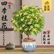 開(kāi)時(shí)果 四季桂花盆栽樹(shù)苗濃香型 新中式盆景辦公室內(nèi)綠植物源頭直發(fā)包郵 精品四季桂+流釉藍(lán)瓷盆 【整高約40-50cm左右】