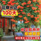 嫻雅凌霄花苗爬藤植物耐寒耐熱四季開(kāi)花炮仗花苗陽(yáng)臺易活花植物凌霄花 【基地精選】進(jìn)口凌霄3公分粗