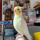 夢(mèng)茜兒（MEXEMINA）純手養玄鳳鸚鵡會(huì )說(shuō)話(huà)唱歌寵物活體鳥(niǎo)黃化玄風(fēng)幼鳥(niǎo)原始灰公母一對 [手養2月齡]黃化一只[3天上手] 【孤單一只】