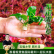 云峰海瑞定植水草 真活體水草植物 魚缸水族箱造景小魚箱裝飾造景 小水榕定植水草3份