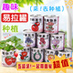蒲戀易拉罐植物罐頭創(chuàng)意植物盲盒小盆栽禮物栽培桌面迷你綠植種植種子 寓意小盆栽（超值盲盒5罐裝）