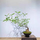 小葉簕竹室內勒竹盆栽竹子盆景綠植四季長(cháng)青好養名貴竹子老樁竹根 12-15公分（3年）小樁 包成活不含盆