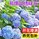 沭之美繡球花苗盆栽綠植 藍色繡球花40-50CM左右高+塑料加侖盆 源頭直發(fā)