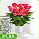 聽(tīng)雪樓水培大盆紅掌鴻運當頭盆栽大葉花卉綠植物室內多季開(kāi)花 紅掌+白色菱格自吸水盆