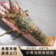 墨妍御鮮小青龍印度進(jìn)口鮮活冷凍大龍蝦刺身級別似澳龍波士頓龍蝦海鮮 進(jìn)口小青龍8只 400-500g/只