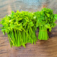 趣果邦順豐包郵新鮮樹(shù)仔菜天綠香海南五指山野菜特色蔬菜私房菜產(chǎn)地直銷(xiāo)1斤裝【泡沫箱冰箱保鮮發(fā)貨】