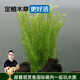 云峰海瑞水草活體懶人草魚缸造景活體水草套餐魚缸水草有莖類中后景真水草 【好養(yǎng)易活】綠松尾（10只一組）