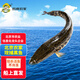 跑山密水農家【冰鮮】水庫黑魚2斤 活魚現殺烏魚 燒烤 寶寶食材源頭直發(fā)