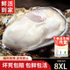 龍味?！净铛r】生蠔 乳山牡蠣 新鮮海蠣子生鮮貝類 【精品獨家蠔王】8XL帶箱10斤生蠔