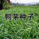 雅之寧無(wú)芒雀麥種子披堿草堿茅草紫羊茅四季種養牛堿草羊草種子耐貧瘠 鴨茅草種子一斤