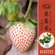 壽禾草莓苗帶土發(fā)貨大苗壽禾苗場(chǎng)四季帶盆栽好秋冬季批發(fā)奶油秧苗 【口感更好】小白草莓苗 3盆+肥