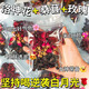 玫瑰洛神桑葚花茶補氣血女補氣養血美祛變白喝的斑養顏熬夜養生茶 25袋125g【滿(mǎn)滿(mǎn)花青素喝出白皙美】