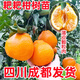 旺園興四川成都春見(jiàn)耙耙柑樹(shù)苗嫁接果樹(shù)苗粑粑柑丑橘南北方種植當年結果 【全家吃不完】春見(jiàn)粑粑柑1棵（4.5-5公分粗/1 80cm(含)-89cm(含)
