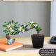 飄枝九里香盆景室內綠植花卉盆栽植物懸崖老樁四季好養活桌面擺件 飄枝九里香（原土盆）