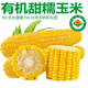 諸氏橙品【有機】 甜糯玉米 黃玉米 內蒙非轉基因鮮食玉米真空玉米棒禮盒 【有機甜糯玉米220g*8穗】 嘗鮮