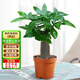 京東綠植發(fā)財(cái)樹盆栽水培桌面綠植物擺件招財(cái)單桿辦公室內(nèi)帶盆花卉源頭直發(fā)