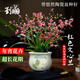 劉閣蘭花5色可選 水培夢(mèng)香蘭花苗帶盆發(fā)貨香水文心蘭奶油味室內(nèi)花卉盆栽草 紅色文心蘭帶4支生花劍帶悠然陶瓷盆