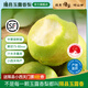 隰縣玉露香梨 【順豐】整箱香梨當(dāng)季水果山西隰縣小西天特產(chǎn) 孕婦水果送禮 9粒中果（凈重約4.5斤）75+mm