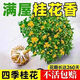 花香滿屋四季桂花樹盆栽月月桂花樹濃香型正宗桂花樹四季桂花地栽 濃香四季桂特大苗一顆【50-68公分高】花開滿園香