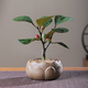 八芽盆栽小盼菩提樹(shù)植物室內(nèi)禪意盆景辦公室桌面好養(yǎng)綠植源頭直發(fā)包郵 蓮花盆菩提