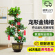 愛優(yōu)尚金錢榕招財搖錢樹盆栽辦公室客廳室內(nèi)大綠植盆景喬遷開業(yè)源頭直發(fā)